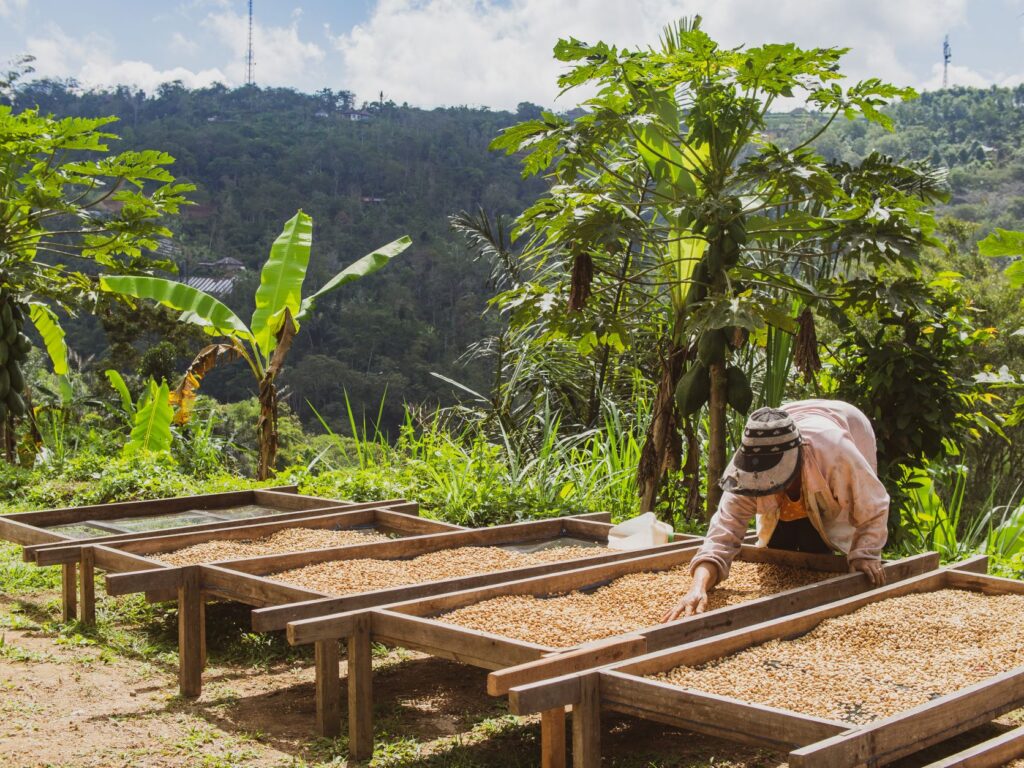 インドネシア・バリ島にあるオーガニックスペシャルティーコーヒー農園。2022年度ニュークロップ生豆のご予約受付中。自社農園にて自然有機農法栽培。農園内で採れる果物を使い天然酵母発酵させています。生産量が非常に限られているため、まずはお問い合わせください。フルウオッシュ加工。